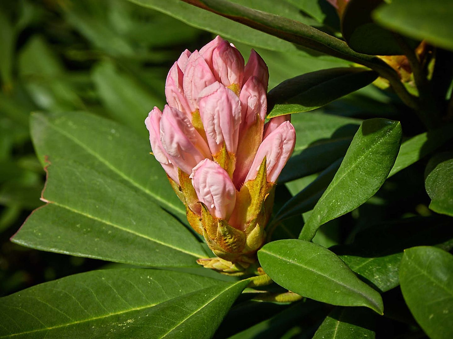 2019_04_2019-03-31-planten-un-blomen