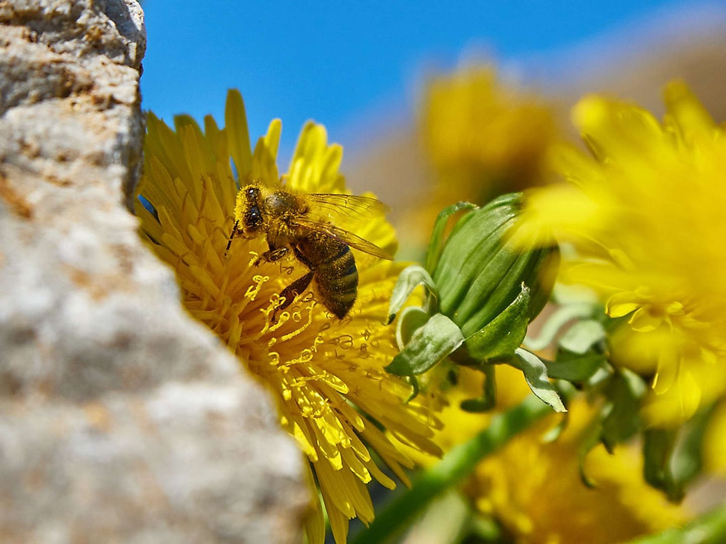 2019_04_2019-05-05-bees-1