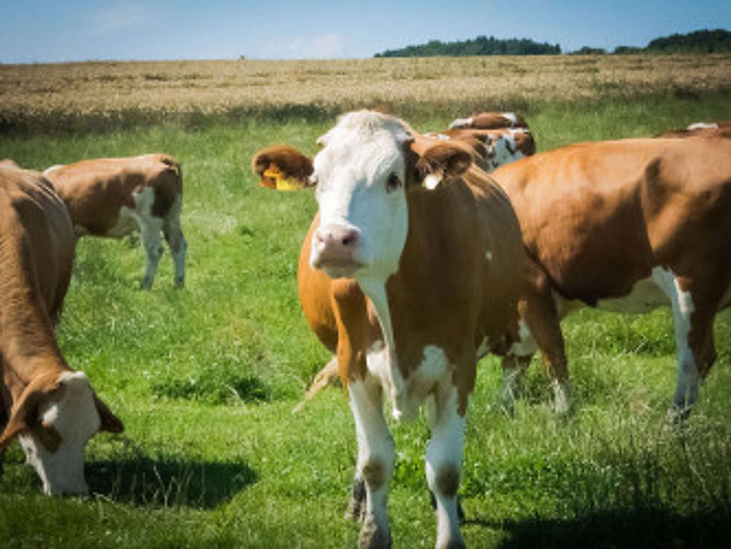 2019_06_kuehe-333x250