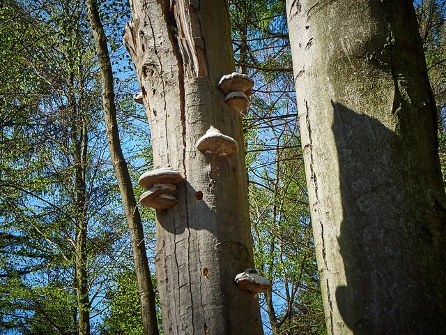 `teutoburger-wald`