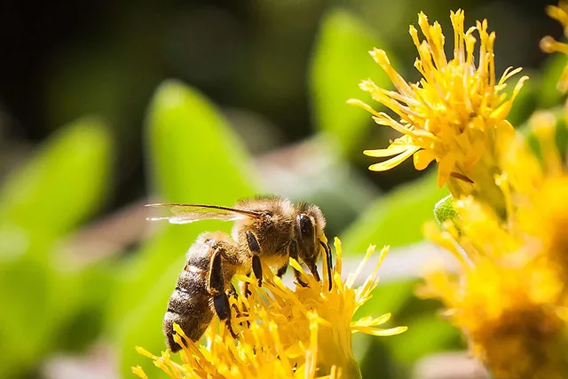 Wie Wildbienen von Honigbienen verdrängt werden