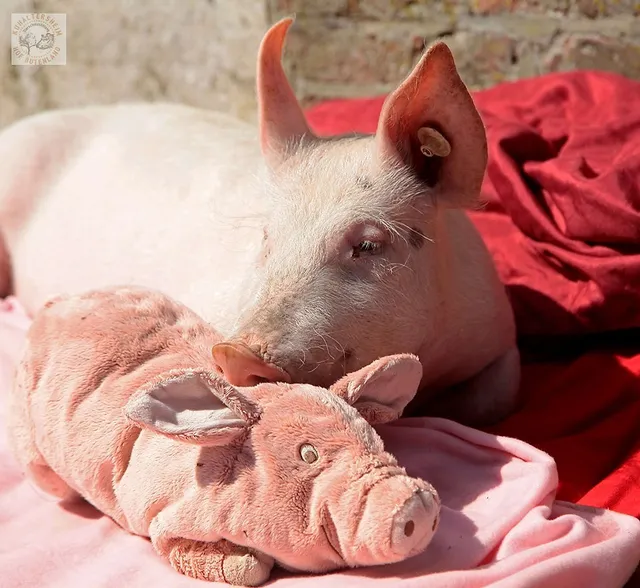 Das Glücksferkel von Hof Butenland