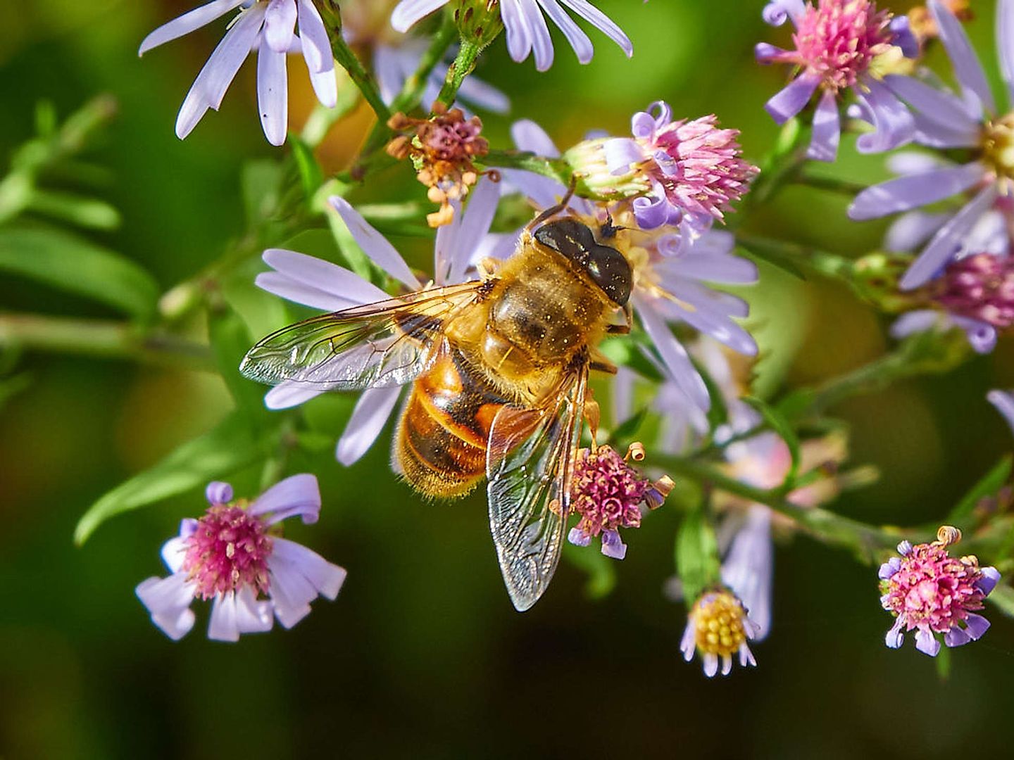 2019_09_2019-09-18-loki-schmidt-garten-13