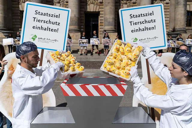 Das Sterben der Eintagsküken