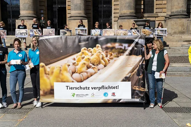 `kueken-timo-stammberger-albert-schweitzer-stiftung`