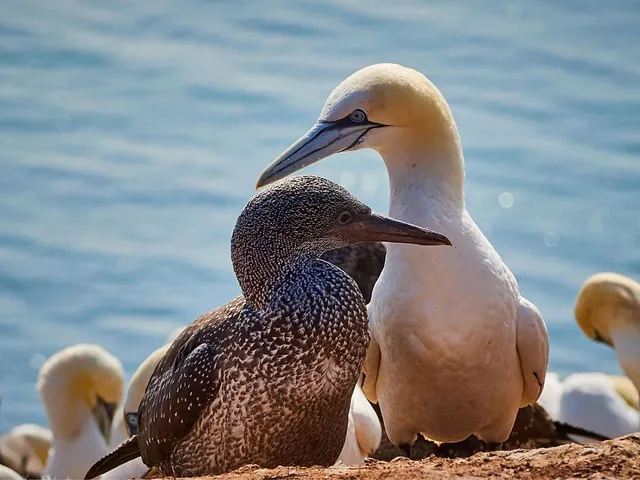 Birdwatching auf Helgoland
