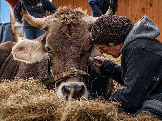 `Kuschen mit Kühen. Foto: Hof Butenland`