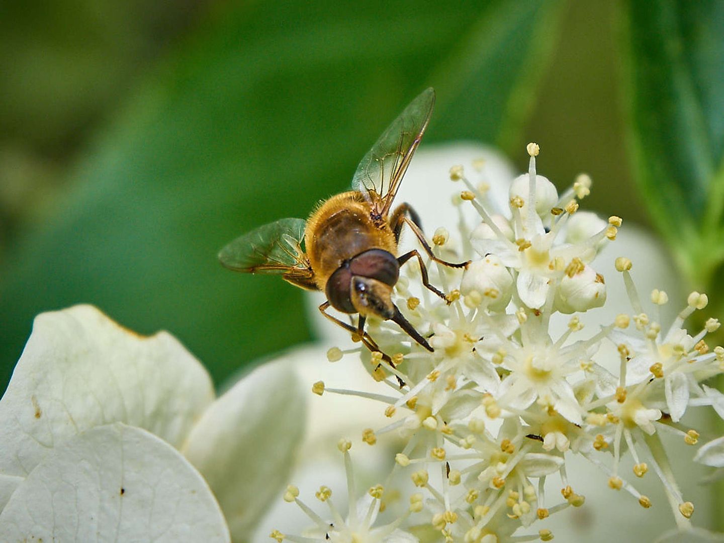 2020_02_2019-08-22-marwood-hill-gardens-123