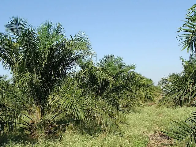 Warum wir auf Palmöl verzichten sollten