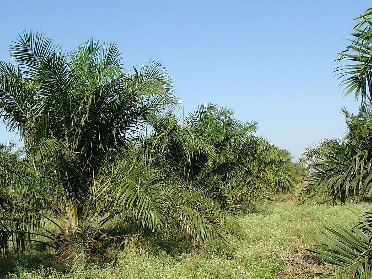 2020_02_palmoel-sarangib