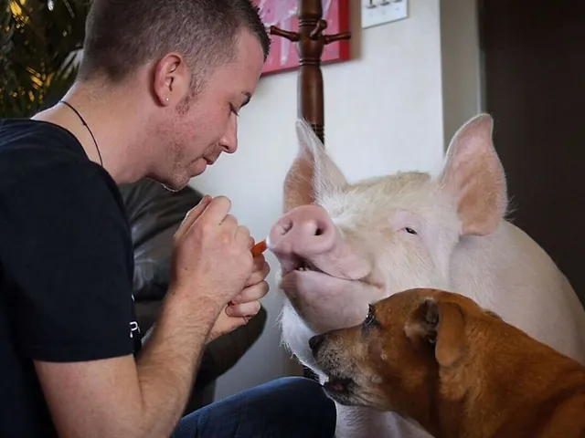 `the-end-of-meat-esther-the-wonderpig`