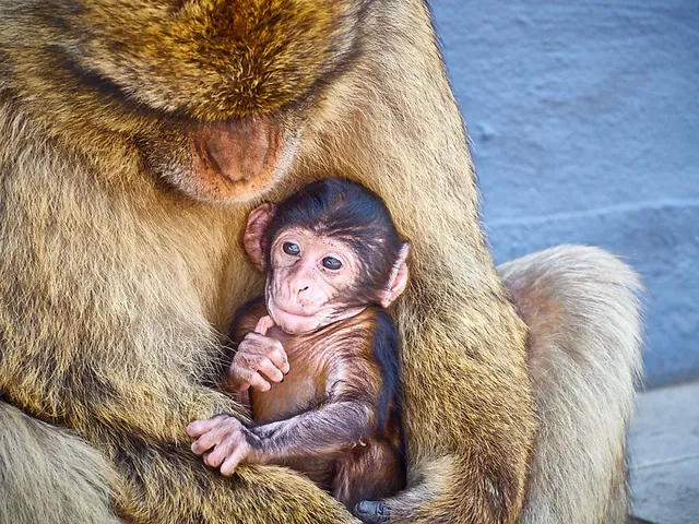 Die Affen von Gibraltar