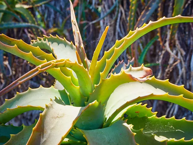 Die Alameda Gärten von Gibraltar