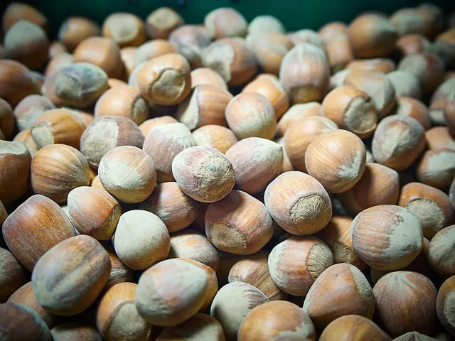 `haselnuesse-hof-windkind`