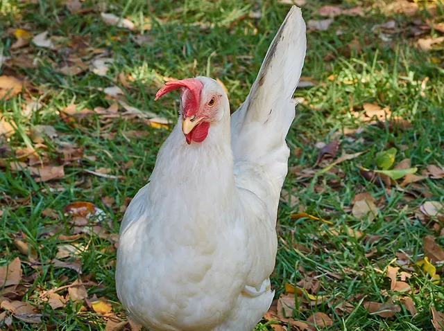 `Initiative Tierwohl`