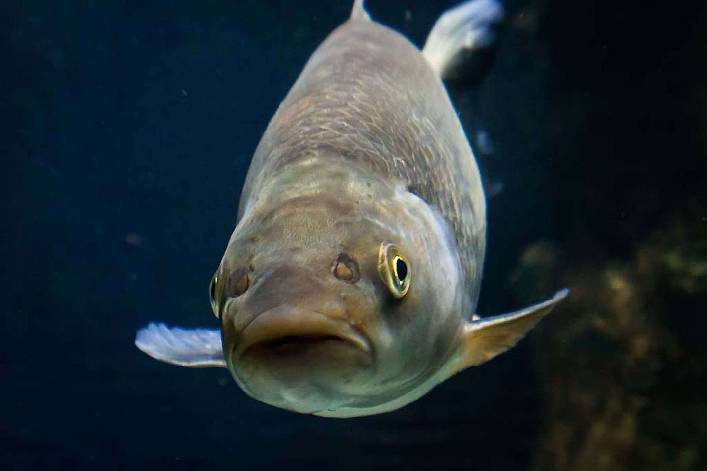 2020_04_sealife-munchen-aquarium-1624jpg_14603385914_o