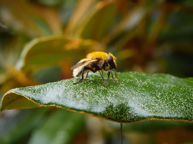 `bienen-als-buerger-2`