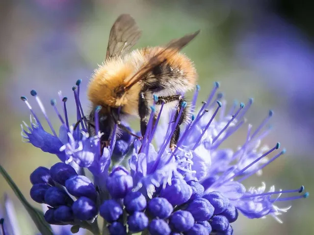 `bienen-als-buerger-3`