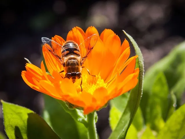 `bienen-als-buerger-4`