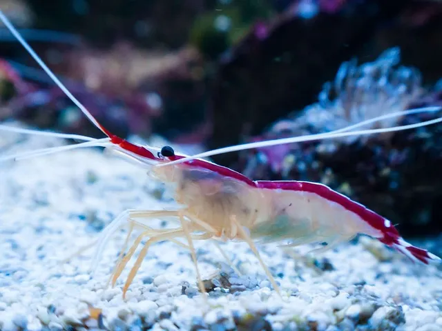 Vegane Alternativen für Meeresfrüchte