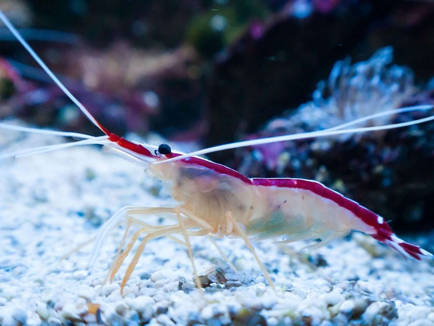 2020_05_vegane-alternativen-fuer-meeresfruechte