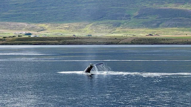 `Der letzte Wal - Walfang in Island`