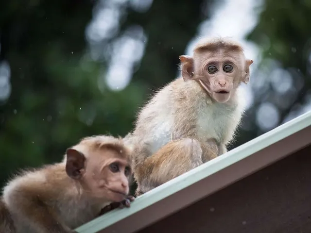 Affen ernten Kokosnüsse
