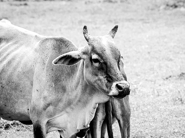 Warum Leder so grausam wie Pelz ist