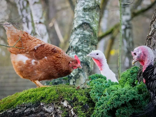 `So sehen glückliche Tiere aus. Foto: Land der Tiere`