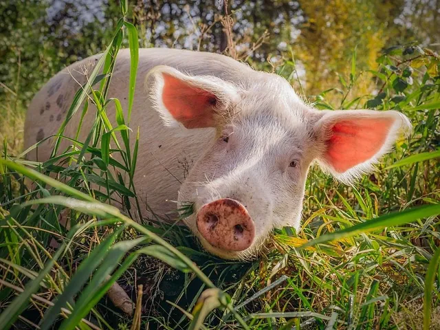 `Rosalie. Foto: Land der Tiere`