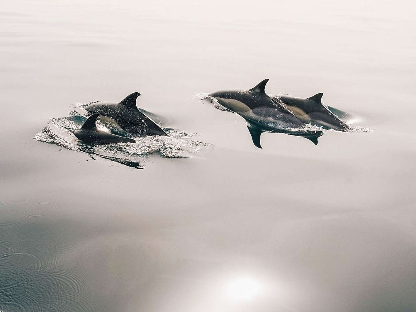 2020_09_meeressaeuger