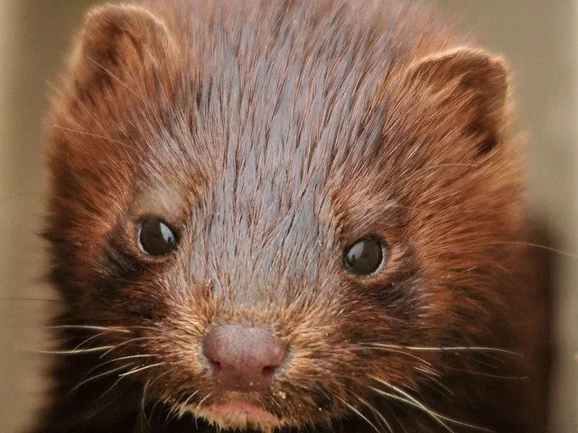 17 Millionen Nerze getötet