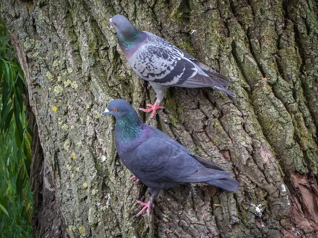 Zwei Stadttauben sitzen auf einem Baumstamm.