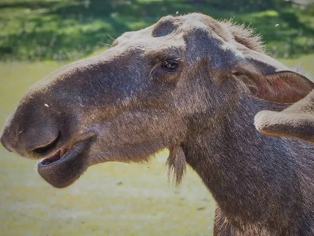 Ich glaub', mich knutscht ein Elch!