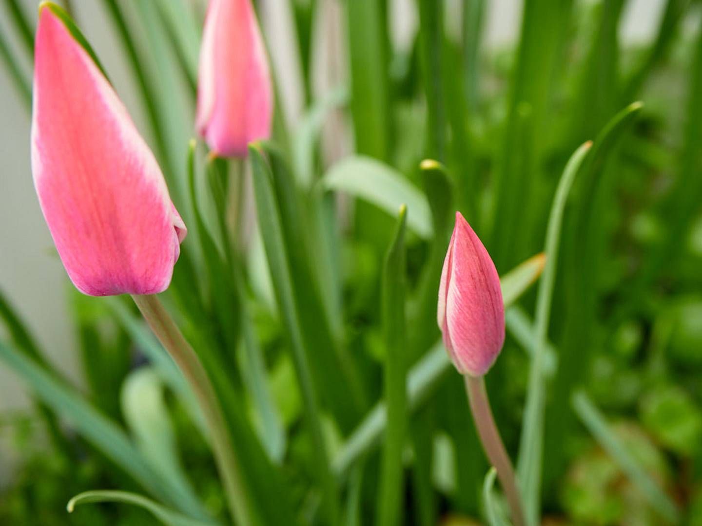 2021-11-20---2021-04-30-regen-4-jpg-imagine-285808_6a7a39_1024_768