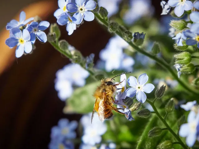 Kampf gegen das Bienensterben