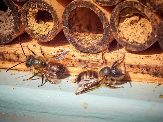 Wildbienen Arten und Gruppen