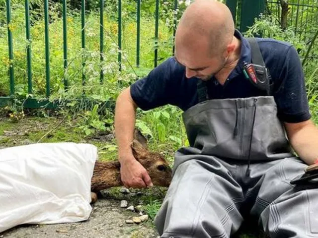 Tiere als Hochwasser-Opfer