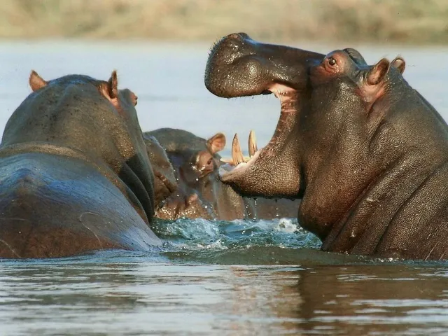 US-Gericht erkennt Tiere erstmals als juristische Personen an