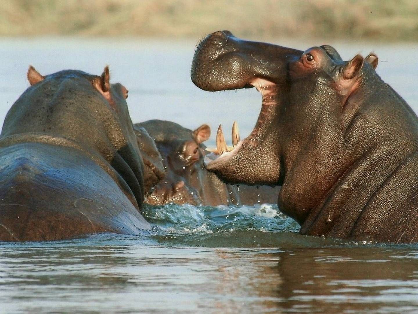 2021-11-20---flusspferde-jpg-imagine-c8d8d8_7f7a6c_1024_768