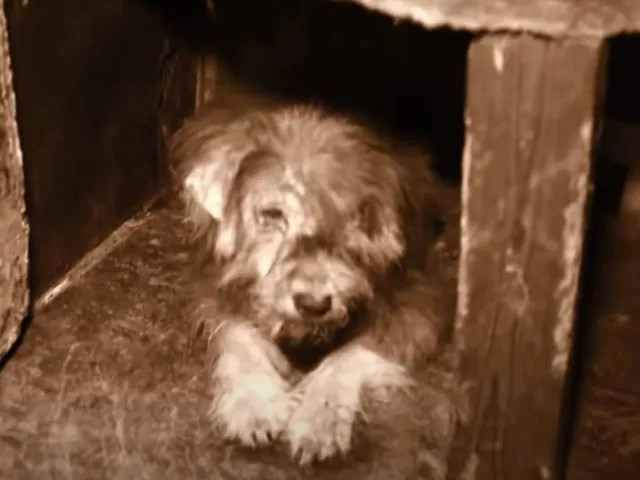 "Lost". © Bild/Picture: Crippled Black Phoenix