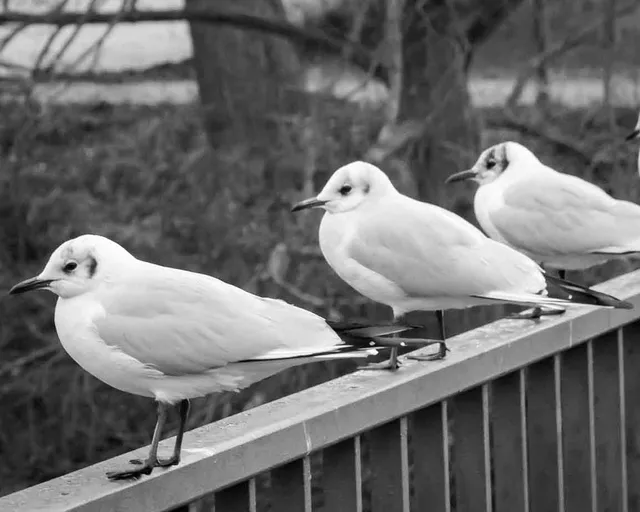 Möwen auf der Brücke