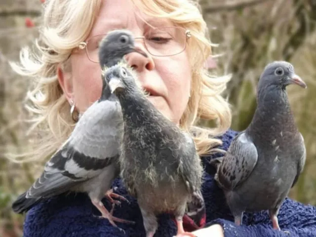 "Die Stadttauben haben mehr Respekt verdient"