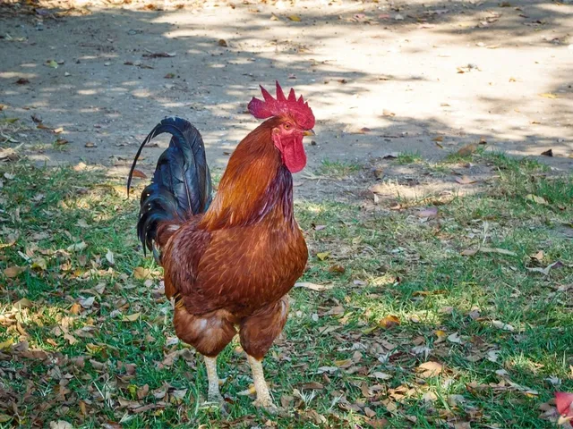 Vogelgrippe H10N3 bei Menschen