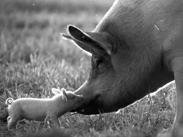 "Gunda" – ein einfühlsamer Tierrechts-Film