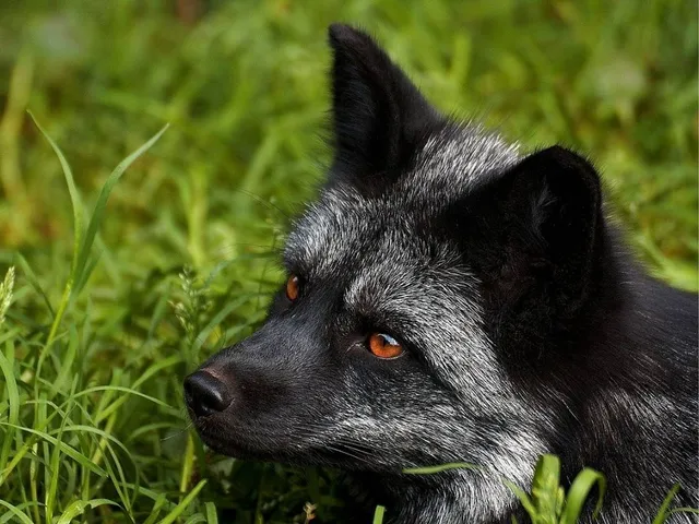 Elle schmeißt Pelz raus