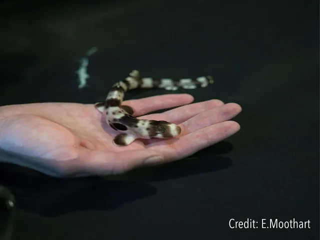 `Shark pup © by E. Moothart`