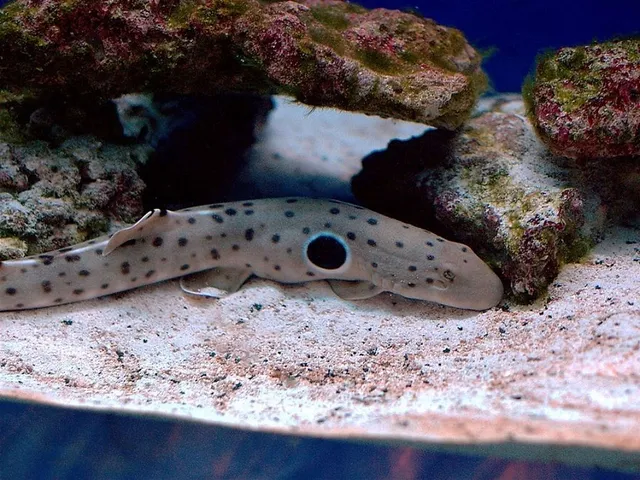 Klimawandel beeinträchtigt Haie