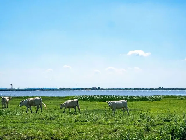 Fleisch bald teurer?