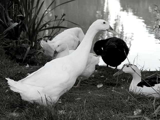 Weltweit Ausbrüche tödlicher Vogelgrippe